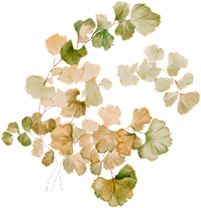 image from rawpixel id 2629075 png 1.png